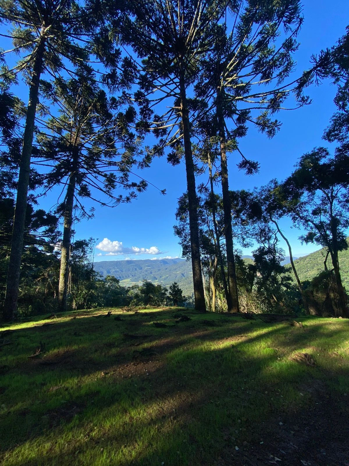 Terreno de 4 Hectares com Vista Espetacular no Parque das Araucárias — foto 1
