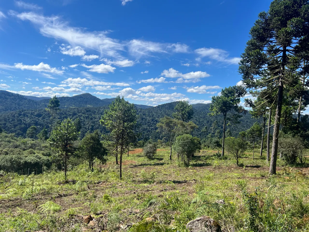 Sítio de 20.000m² em Urubici – Vacas Gordas com Altitude de 1.450m e Vista Espetacular — foto 1