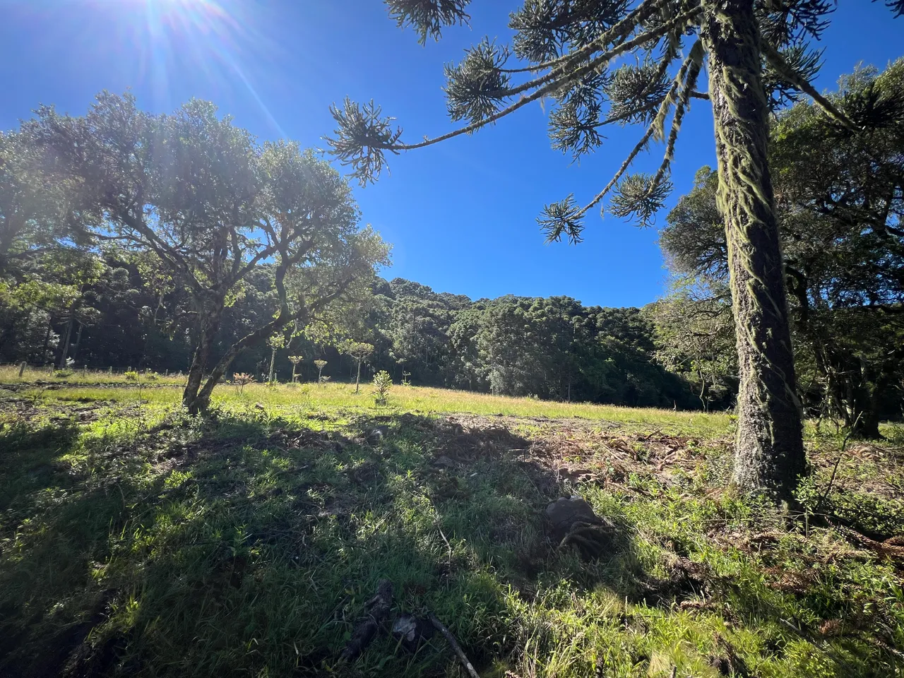 Sítio de 20.000m² em Urubici – Pinhal: 1.450m de Altitude com Açude e Vista — foto 1