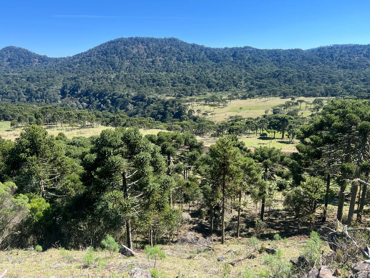 Sítio em Urubici com 40.000m², 1.450m de Altitude e Incidência de Neve — foto 1