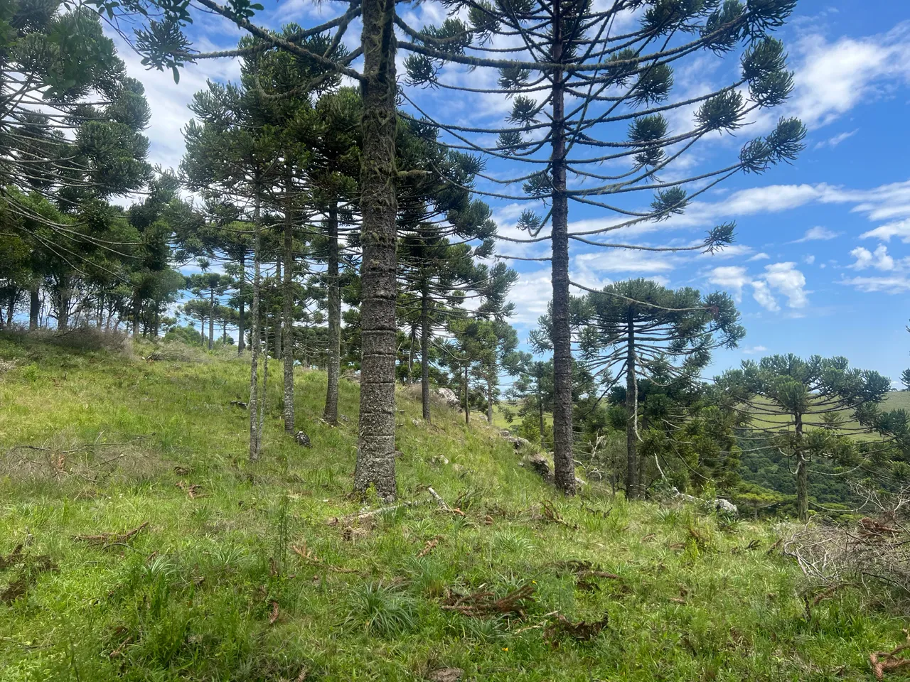 Sítio em São Joaquim com Vista Fantástica, 1.300m de Altitude e Próximo a Urubici — foto 1